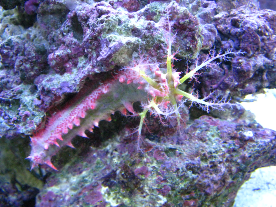  Colochirus anceps  (Spiny Sea Cucumber, Pink Cucumber, Pink and Green Cucumber)